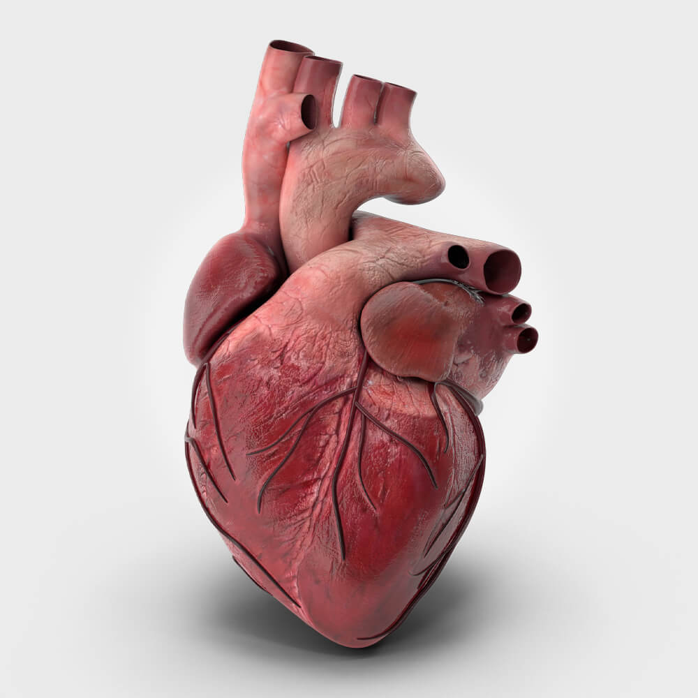 Herz-MRT: Herzerkrankungen schonend ambulant direkt abklären